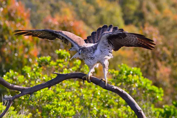 L’Aigle de Bonelli