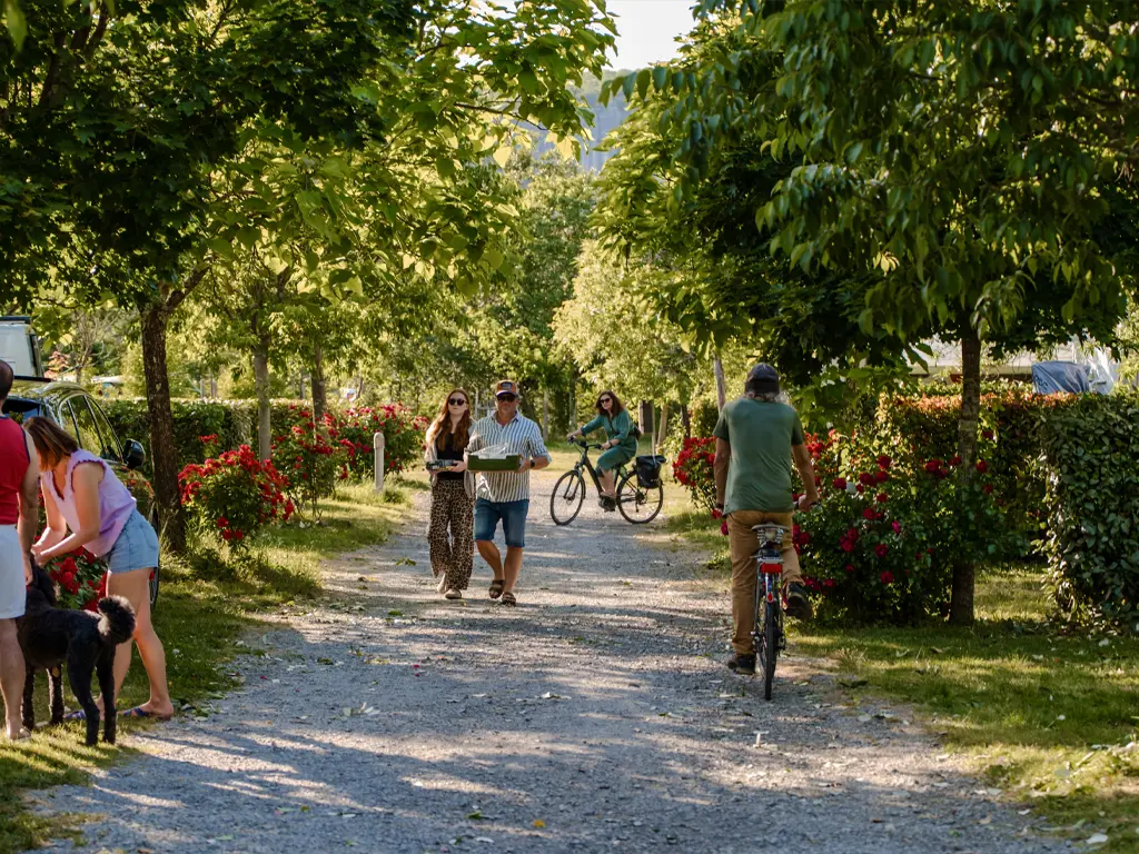 Schattige Allee des Camping du Pont bei Ruoms in der Ardèche